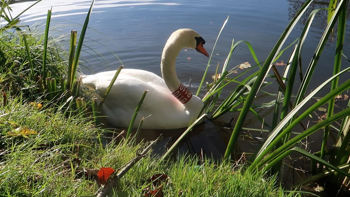 Nezdolný labuťák Trenér je zpět u plzeňské loděnice. Ale už netrénuje
